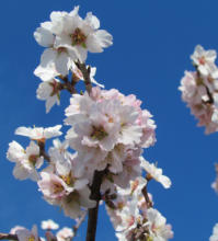 Almondtree in flower