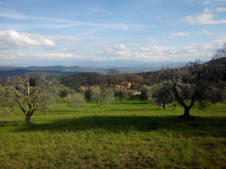 Olive grove